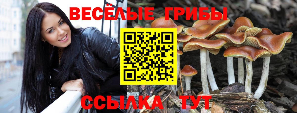 Галлюциногенные грибы Cubensis  что такое наркотик  Камышлов  Вход с VPN 